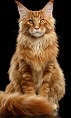 maine coon cat Slack emoji