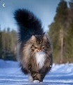 norwegian forest cat Slack emoji