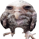 wet wide owlq Slack emoji