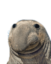 trader sealq Slack emoji