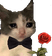 _cat_roseq