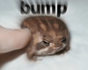 bumpfrogq Slack emoji