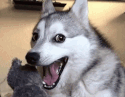 joke dog Slack emoji