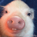 piggy q Slack emoji