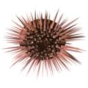 sea urchin larvae Slack emoji