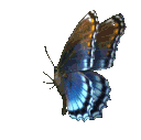 _butterflyq