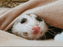 ferret peek blanket Slack emoji