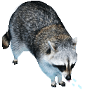 raccoonq Slack emoji