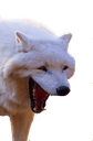 comediq Slack emoji