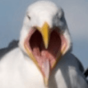 seagullq Slack emoji