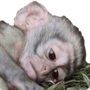 sad monkeyq Slack emoji
