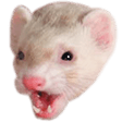 6414 pogferretq Slack emoji