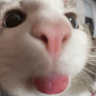 catbleheq Slack emoji