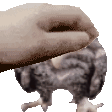 petpet wetowlq Slack emoji