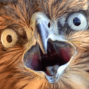 falconwtf1q Slack emoji