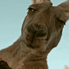 kangasusasfq Slack emoji