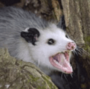 angeeopossumq Slack emoji