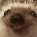 hedgecuteq Slack emoji