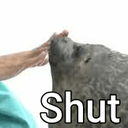 seal shutq Slack emoji