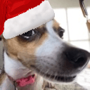 christmasdogsusq Slack emoji