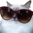 kitty sunglassesq Slack emoji