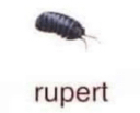 rupert pillbug Slack emoji