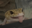 geckotongueq Slack emoji