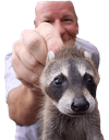 lilraccoonq Slack emoji