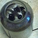raccoonstuckq Slack emoji