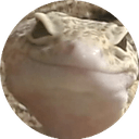 geckojudgeq Slack emoji