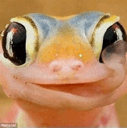geckoq Slack emoji