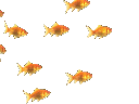 fishiesq Slack emoji
