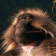 enlightened monkey Slack emoji