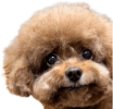 mulchmaxxingq Slack emoji