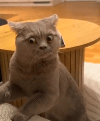 scottish fold shocked Slack emoji
