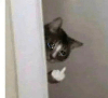kitten peek paw Slack emoji
