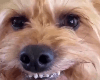 pupper toof grin Slack emoji