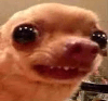 chihuahua awkward smile Slack emoji