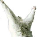 cat praising Slack emoji