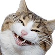 cat smile Slack emoji
