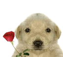 hai missq Slack emoji