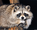 watching raccoonq Slack emoji