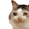 kiisu sadq Slack emoji