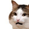 kiisu surprisedq Slack emoji