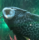 suckerfishq Slack emoji