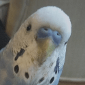budgie head tilt Slack emoji