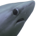 sharkwtf q Slack emoji