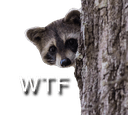 raccoonwtf q Slack emoji
