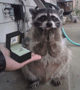 marryraccoonq Slack emoji