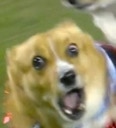 corgi smash Slack emoji